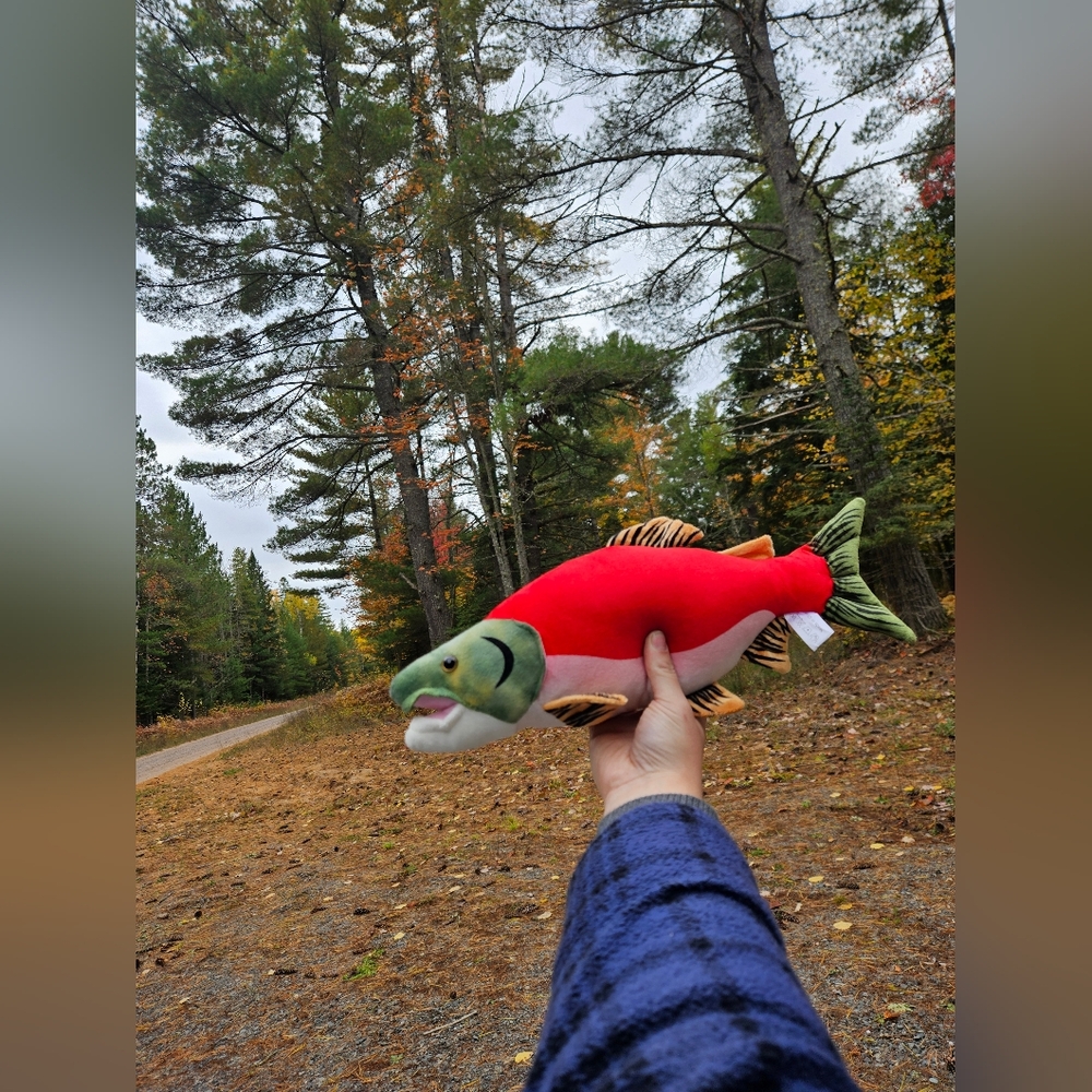 Meet your Posher🌌🌲 - Picture 16 of 16